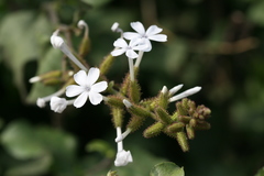 Plumbago zeylanica